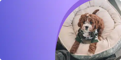 Pet Supplies SEO Services
