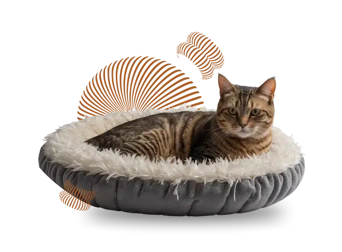  Image a cat sitting on its bed 
